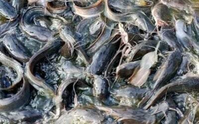 Why fish live in water and not on land